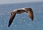 Azorean Gull 1st w, (Larus michahellis atlantis) February,  Alan Prowse